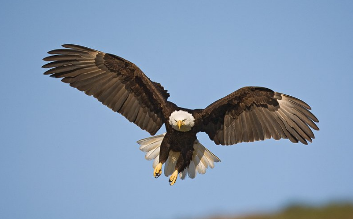 American Bald Eagle Facts For Kids Information In Live Cam Video
