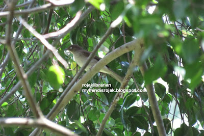 Cream Vented Bulbul Cream Vented Bulbul in Dairy Nature Farm Park