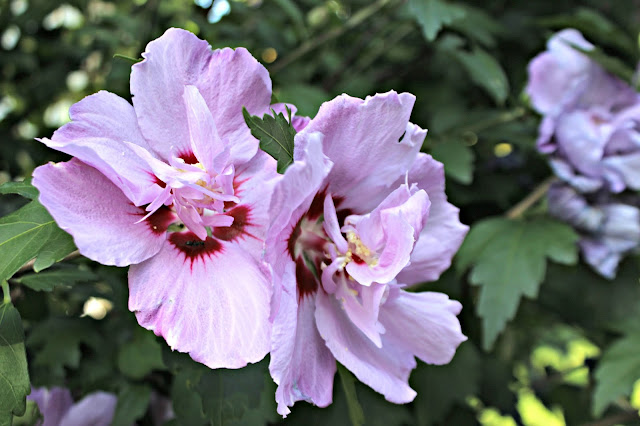 Rose of Sharon