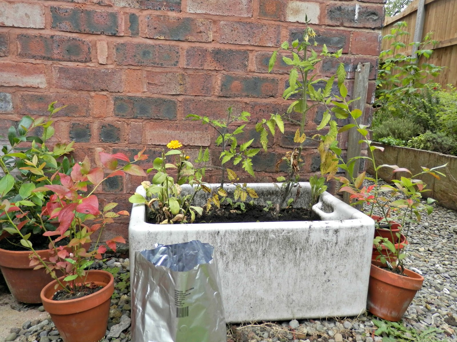 Second Hand Susie 3 ways to use used coffee grounds in the garden.
