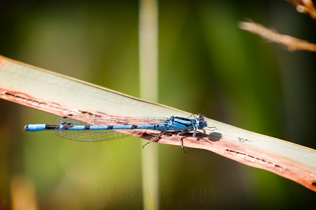 Wildlife at Ouse Fen Nature Reserve of a common blue damselfly up close