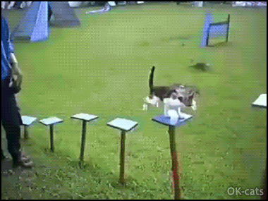 Amazing Kitten GIF • Ninja warrior. That's one well trained cat, very impressive work out including upside down under a rope 2-2 Amazing Kitten GIF • Ninja warrior. That's one well trained cat, very impressive work out including upside down under a rope 2-2