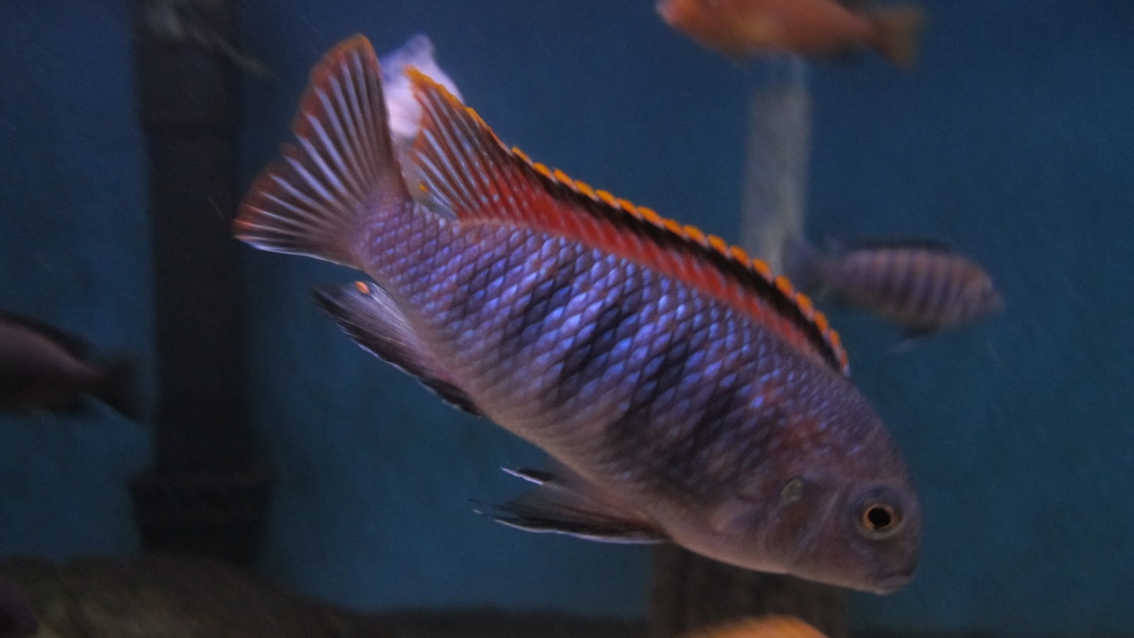 Combination? | Cichlid Fish Forum