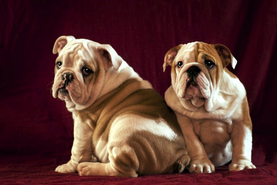 Most Adorable Wrinkled Dogs