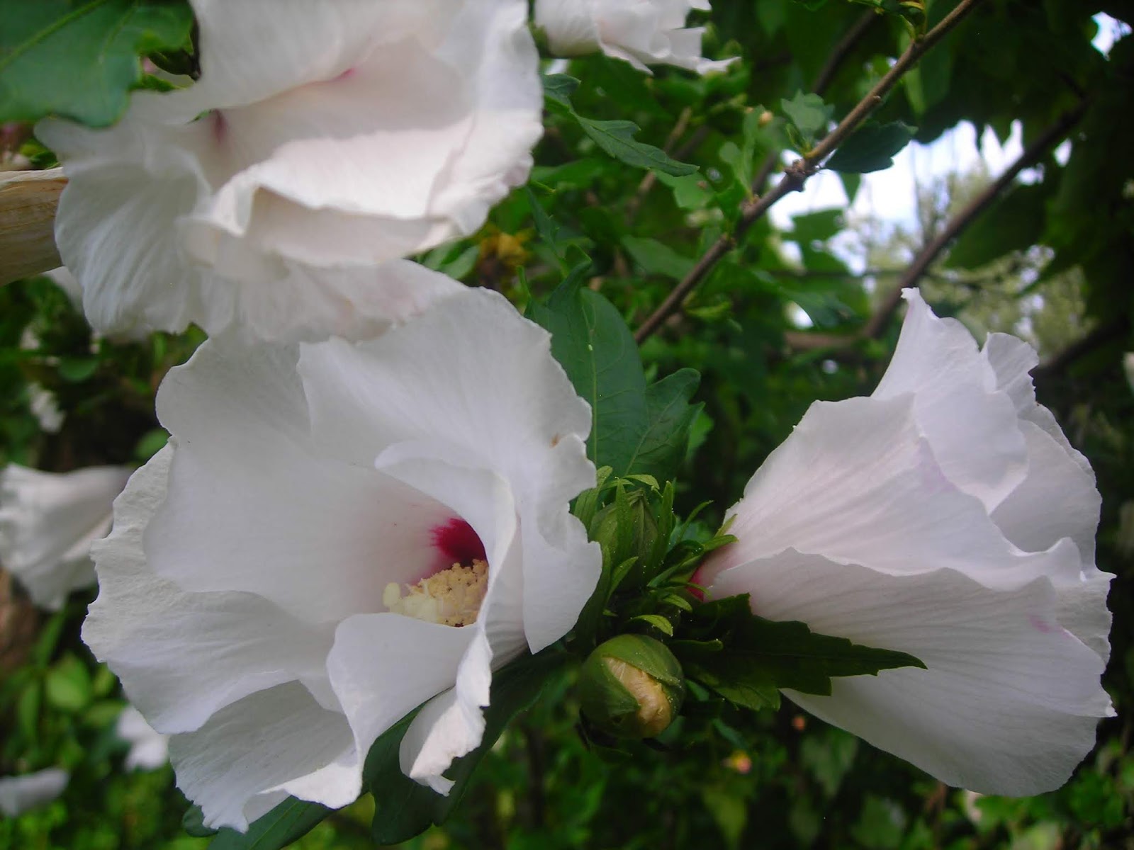 Gardening Granny S Gardening Pages Rose Of Sharon