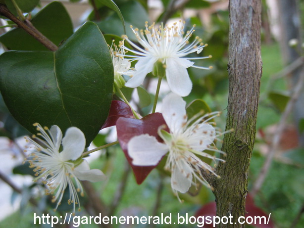 Emerald Garden: Surinam Cherry