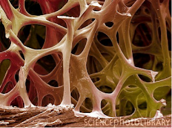 bones bird poly cal science birds bio stronger ours traverse denser electron scanning than making them support microscope