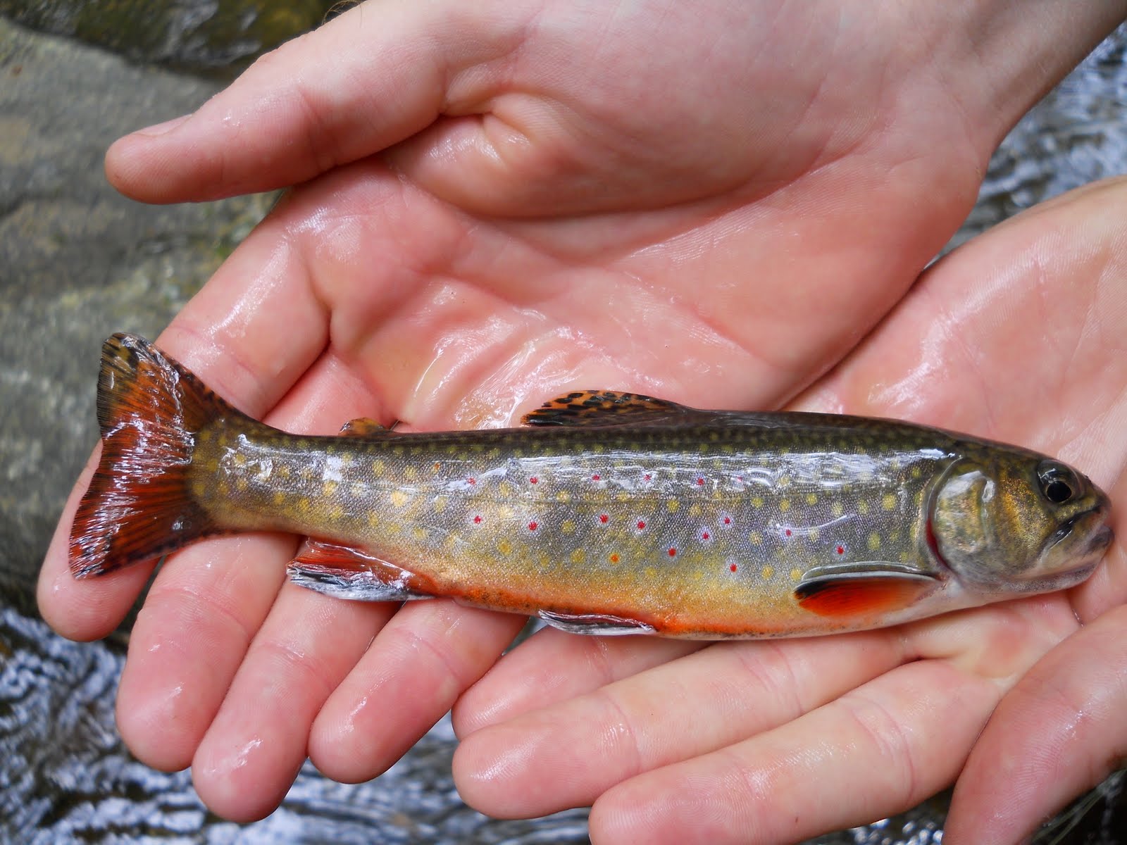 Brown Trout Fly Fishing