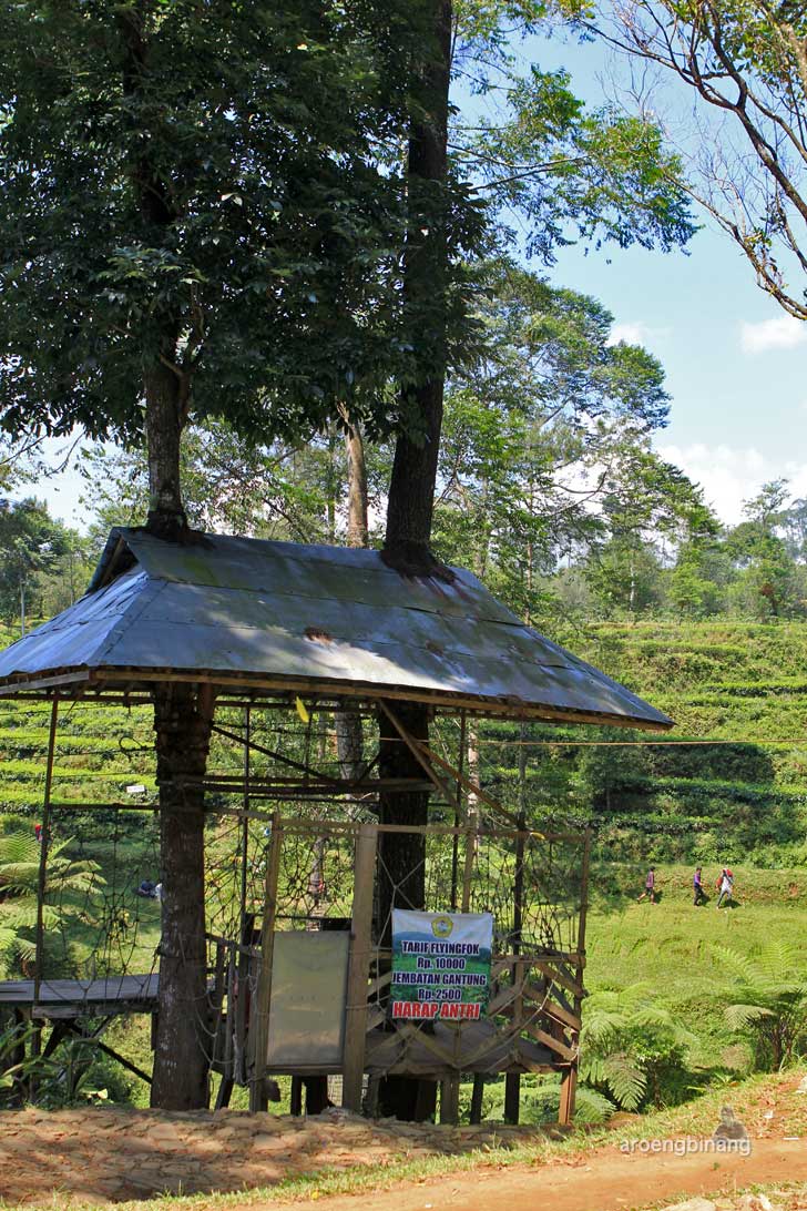 agrowisata perkebunan teh pagilaran batang