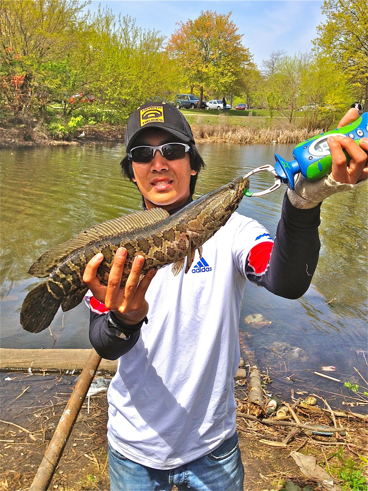 Extreme Philly Fishing Recent Catches Snakehead, Striper, Bass