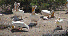Home to American White Pelican nesting colony