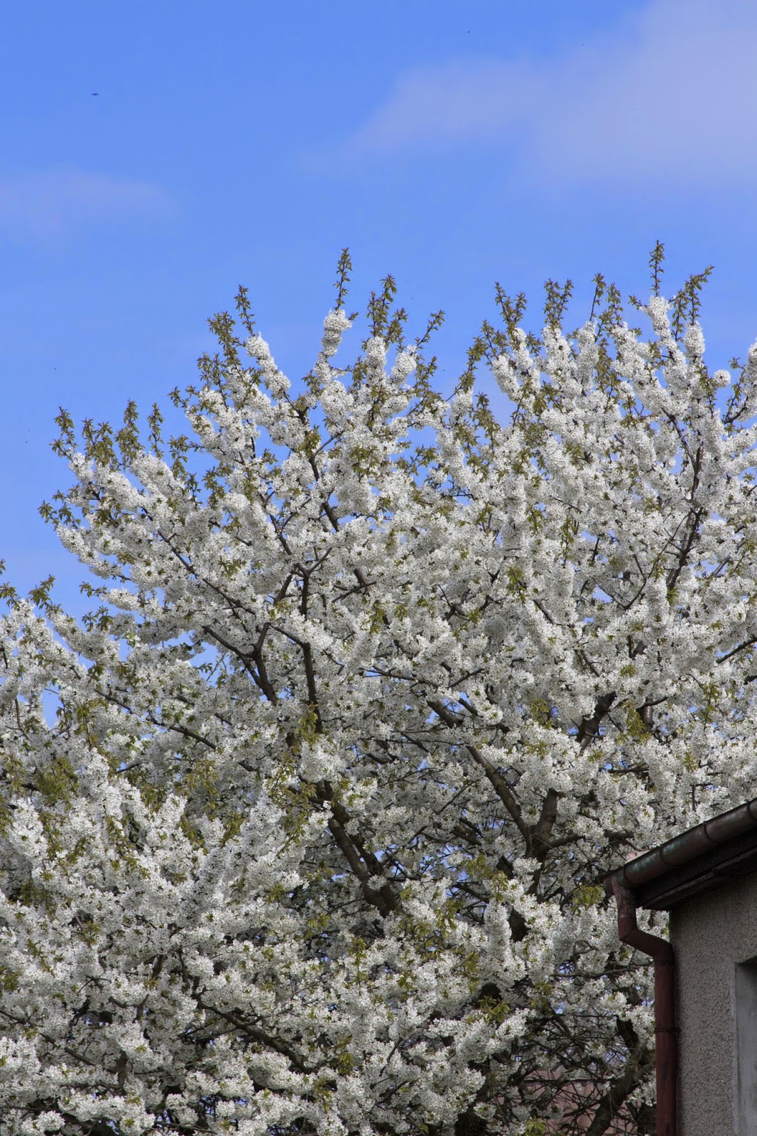 big white blooming tree