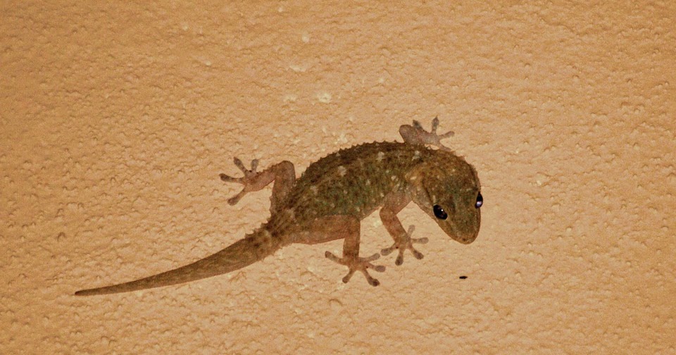 Bagaimana Cara Cicak Melakukan Autotomi Media Ilmu