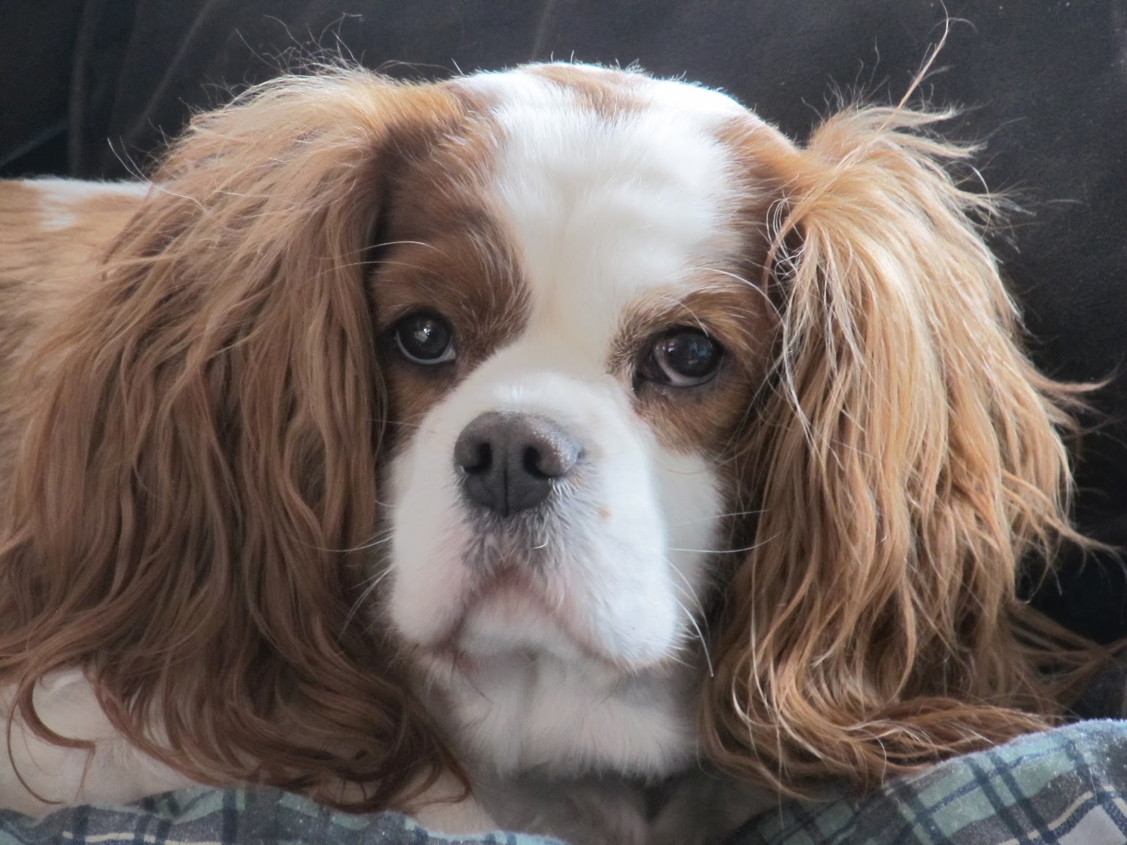 Charlie the cavalier buying dog food online is easy from dog food direct