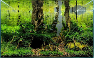 200 Referensi Desain Dan Model Aquascape Berdasarkan Tema https://www.faktapopuler.com/2018/12/200-referensi-desain-dan-model.html