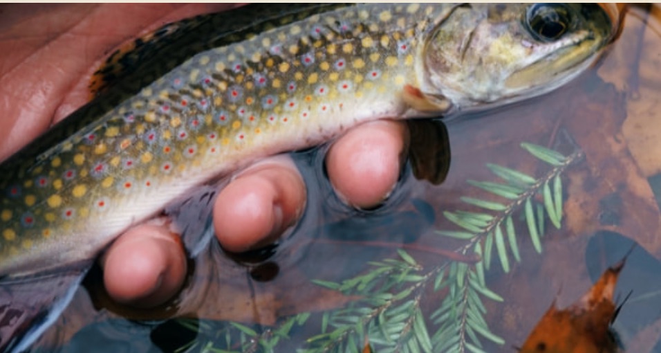 PA Environment Digest Blog Kettle Creek Watershed Assn April