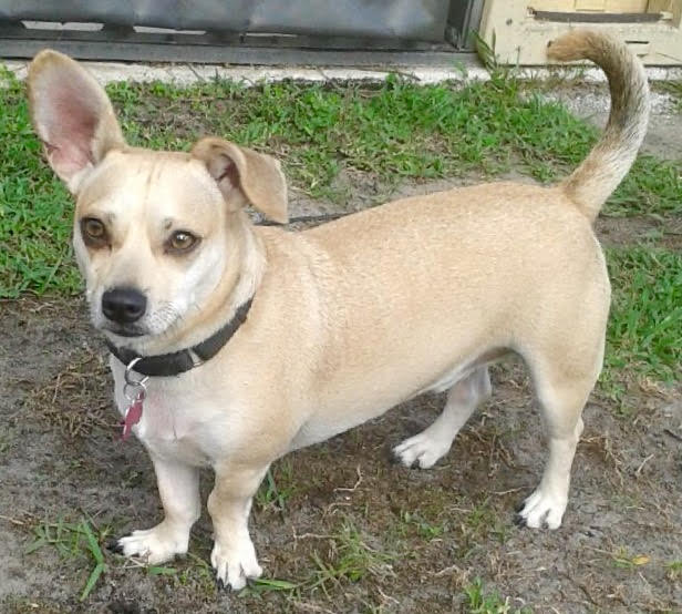 special needs dogs for adoption adoption for a special needs looking for a forever home from the s paw special needs dogs for adoption adoption for a special needs looking for a forever home from the s paw