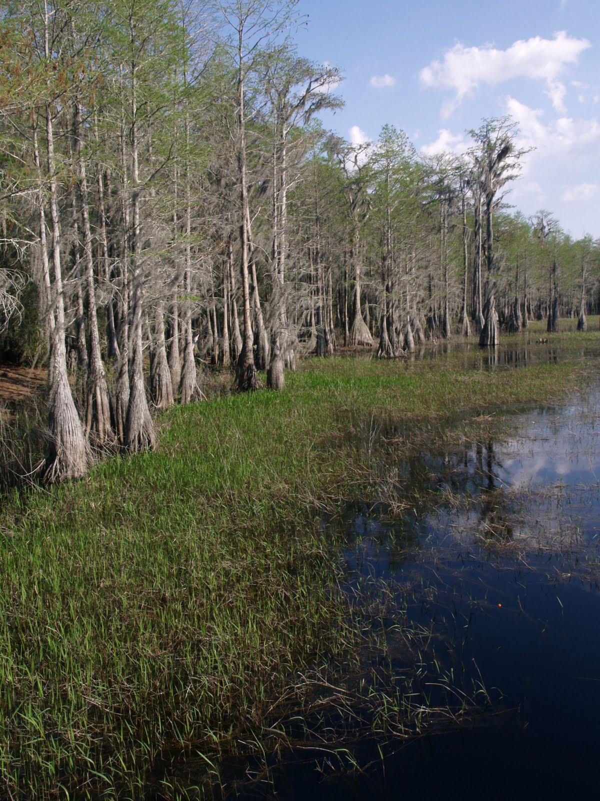 The Florida National Scenic Trail 2011 Rattlesnake Lake South to
