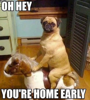 Dog Memes Dog Memes