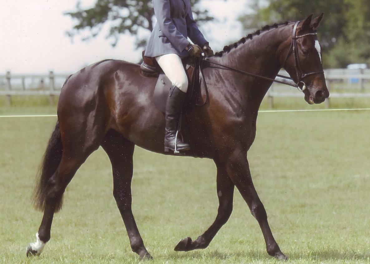 My journey retraining an exracehorse Buying an exracehorse and our