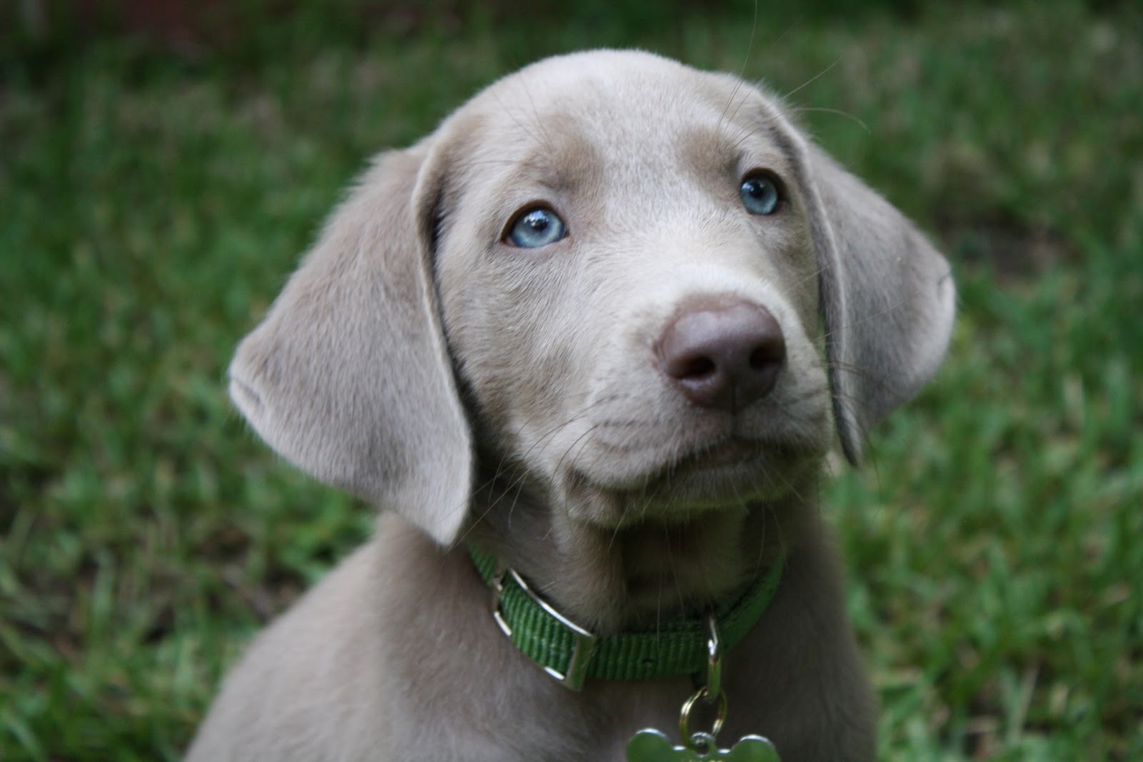 Images For > Silver Lab With Blue Eyes Cute puppy pictures, Labrador, Puppies