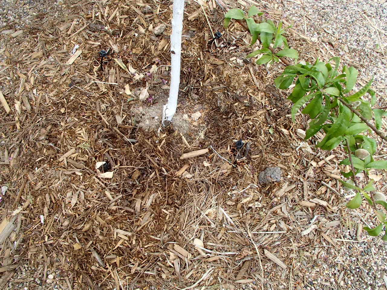 Xtremehorticulture of the Desert Precautions When Planting Peach After