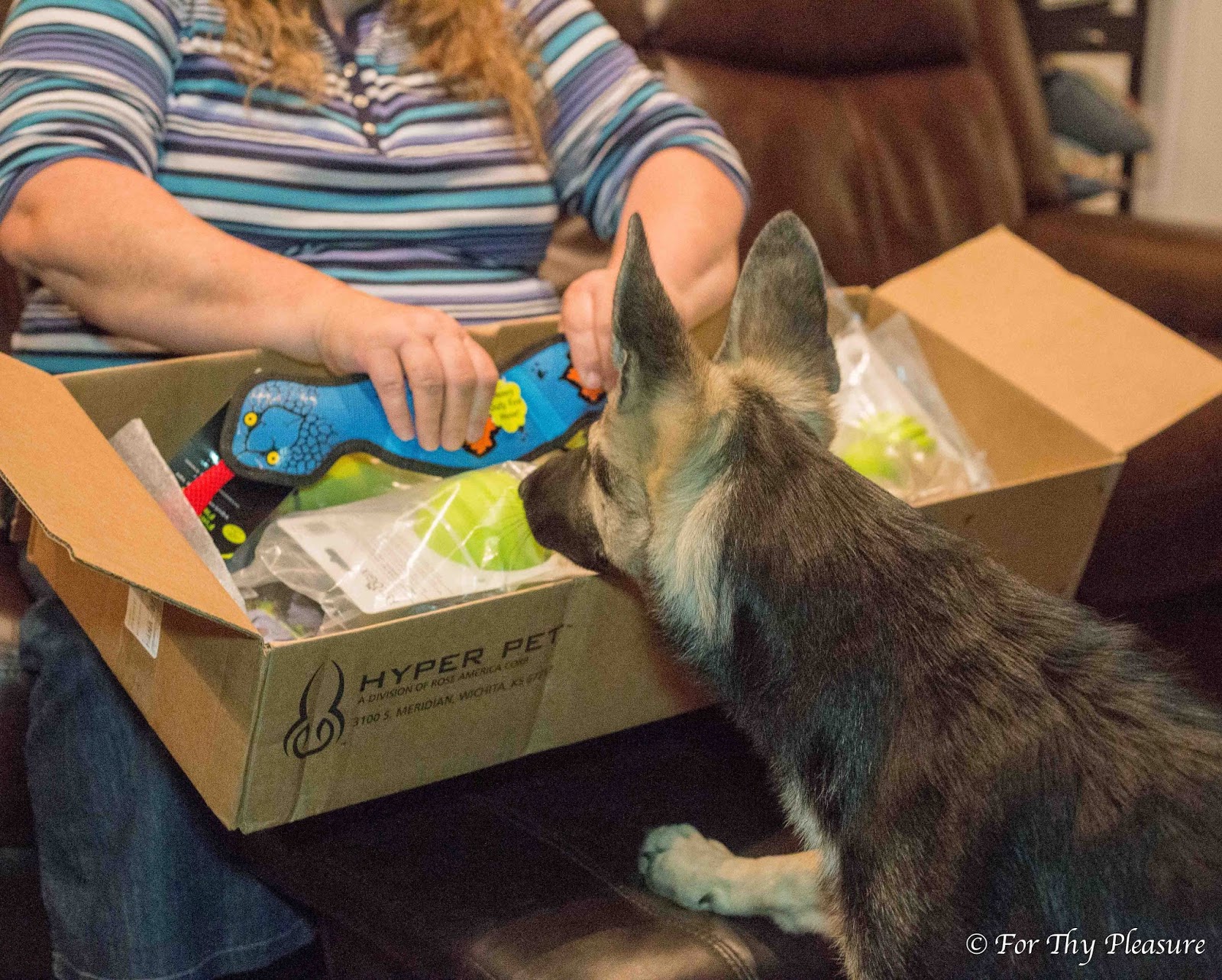 Hyper Pet Dog Toys for the Holidays!