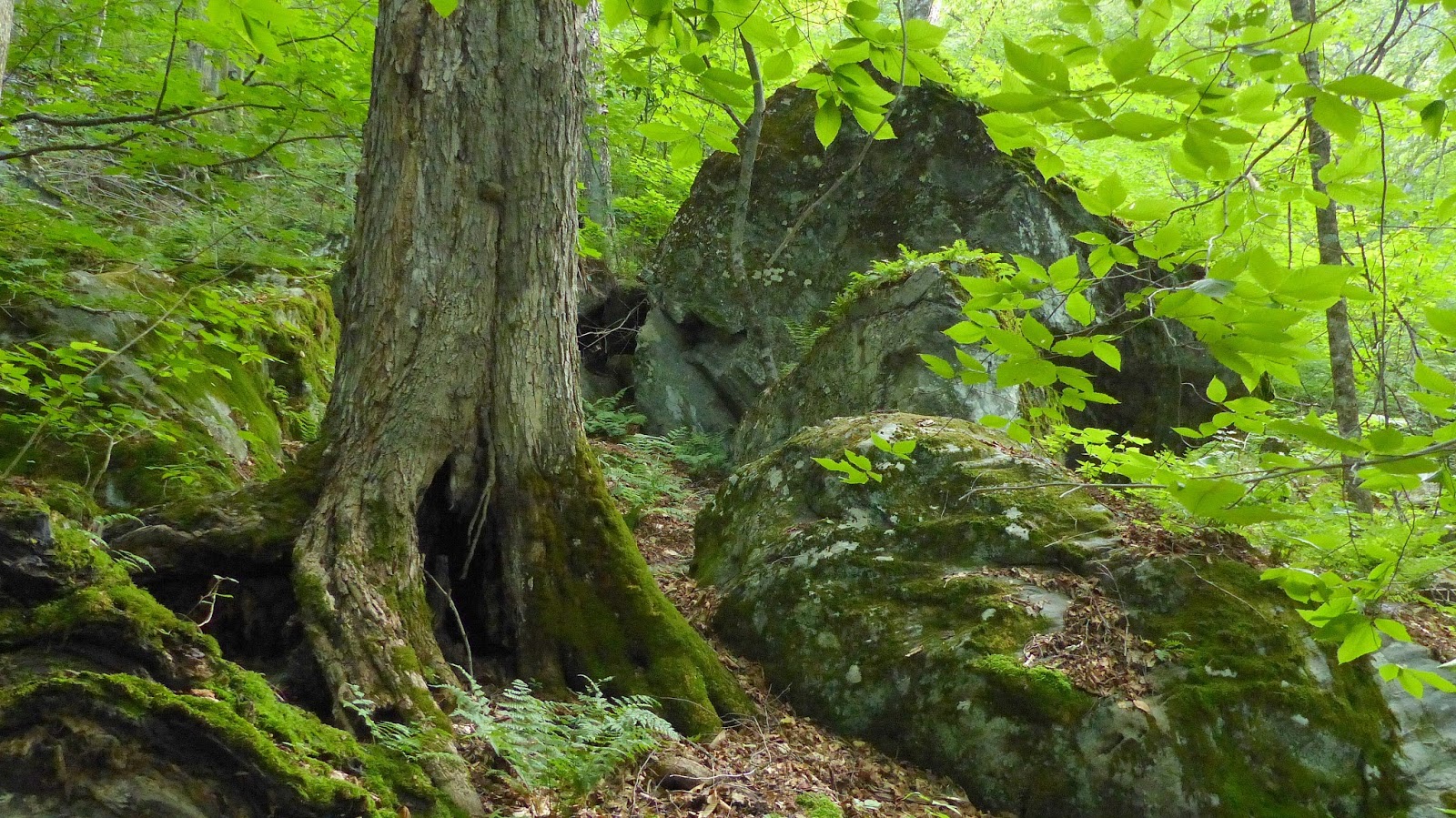 New England Forests Massachusetts Old Growth Forest