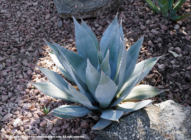 Agave hunter Ron Parker's personal collection