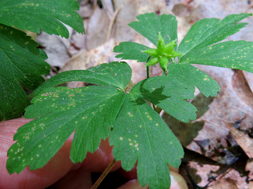 False Rue Anemone