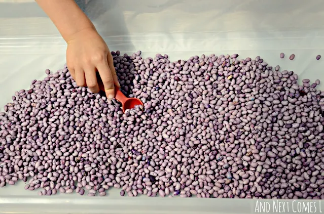 Sensory bin beans that are lavender scented