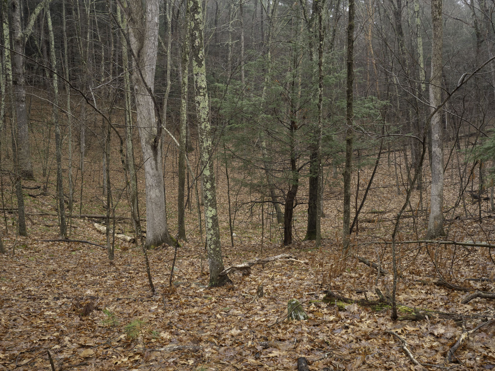 WPII Park Walks Steep Rock Preserve, 4/8/19. Part One.