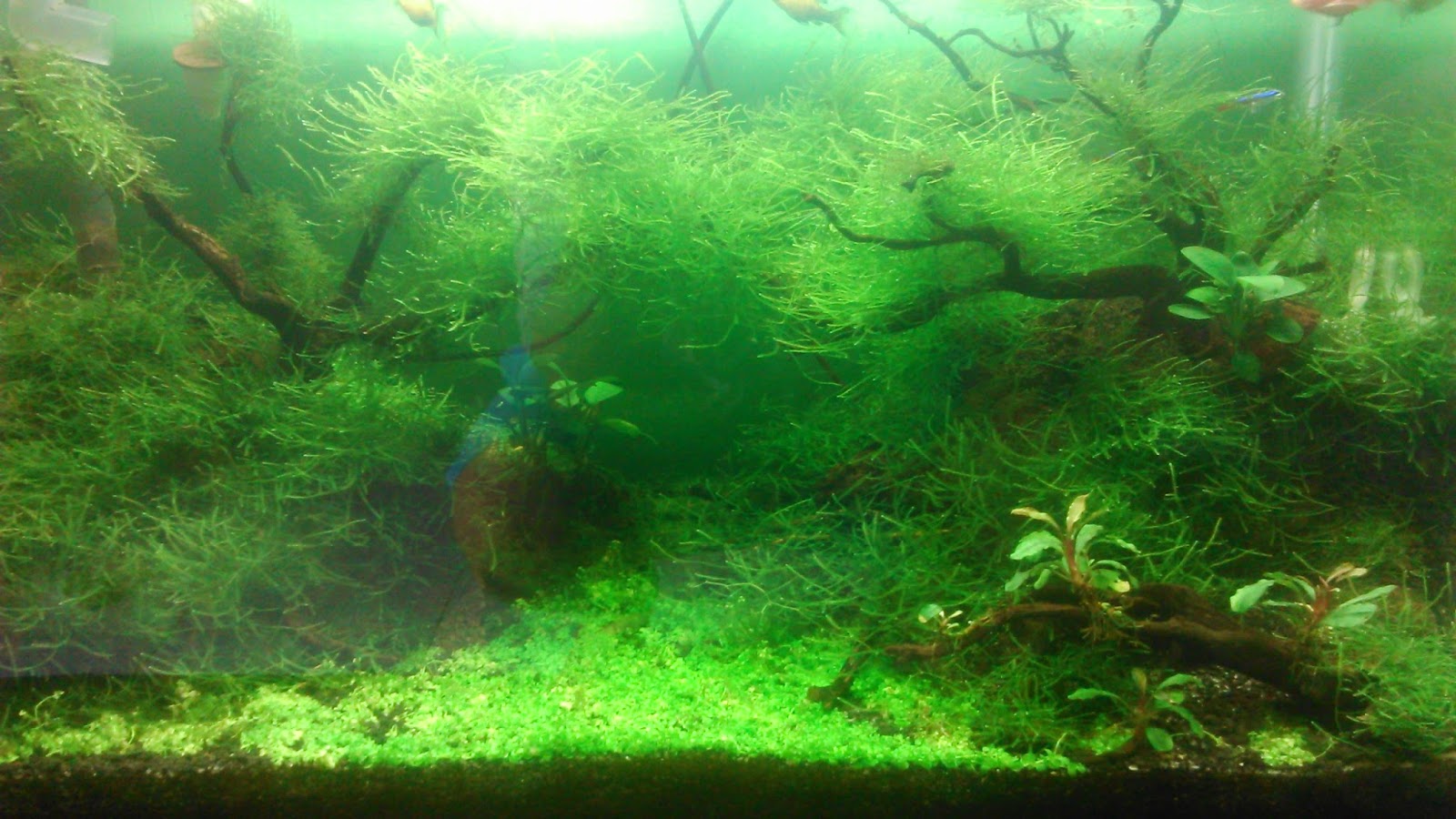 Akuarium untuk Aquascape
