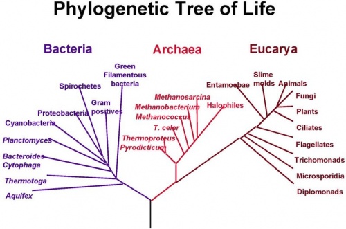 dominio bacteria archaea y eukarya