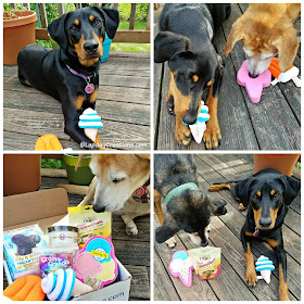 3 rescue dogs pooch perks subscription box 