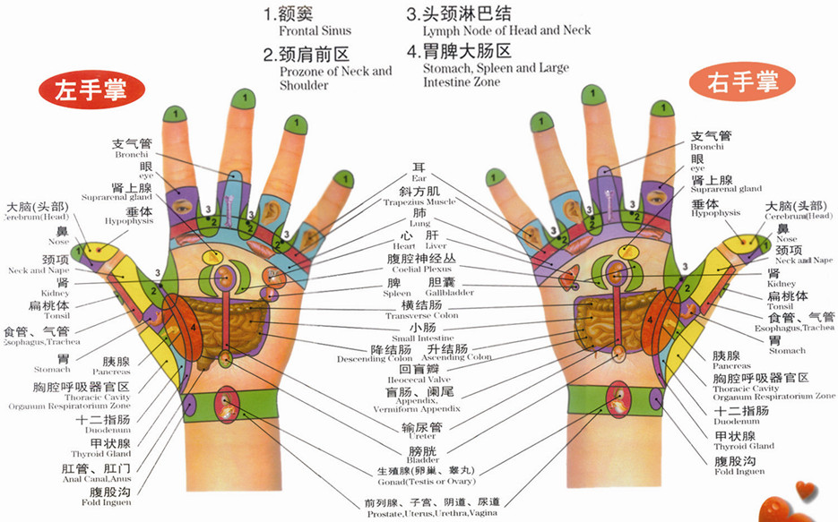 手掌反射區位置 - 手掌反射區圖解 | Source:jingluoxuewei.com/geboshoubu/511.html
