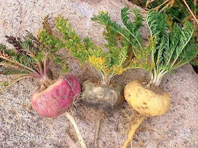 Maca (sâm Peru)