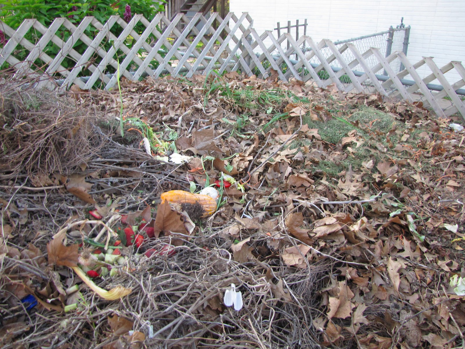 A Corner Garden: Vegetable Garden