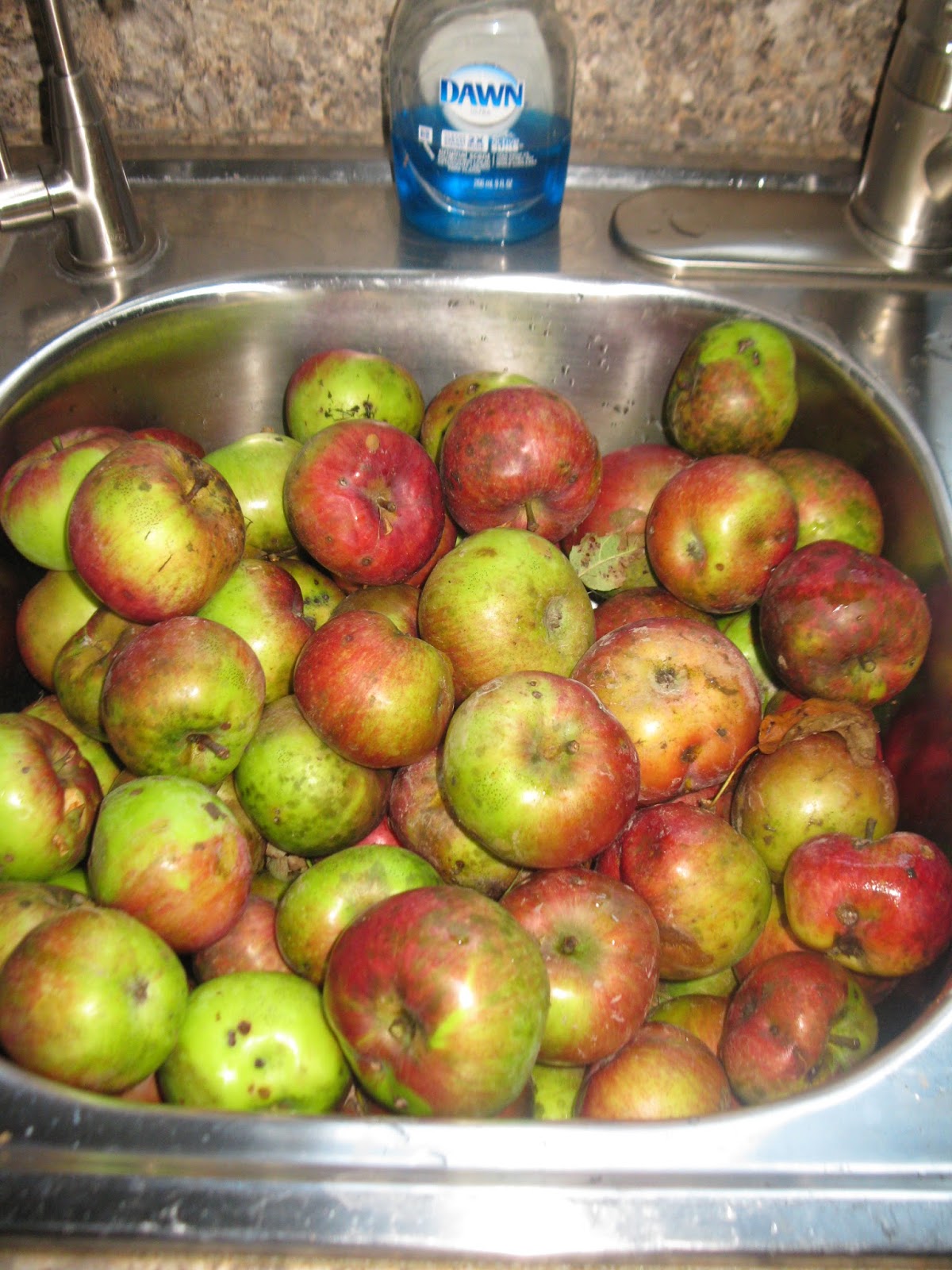 Simply Homemaking Windfall Apples...
