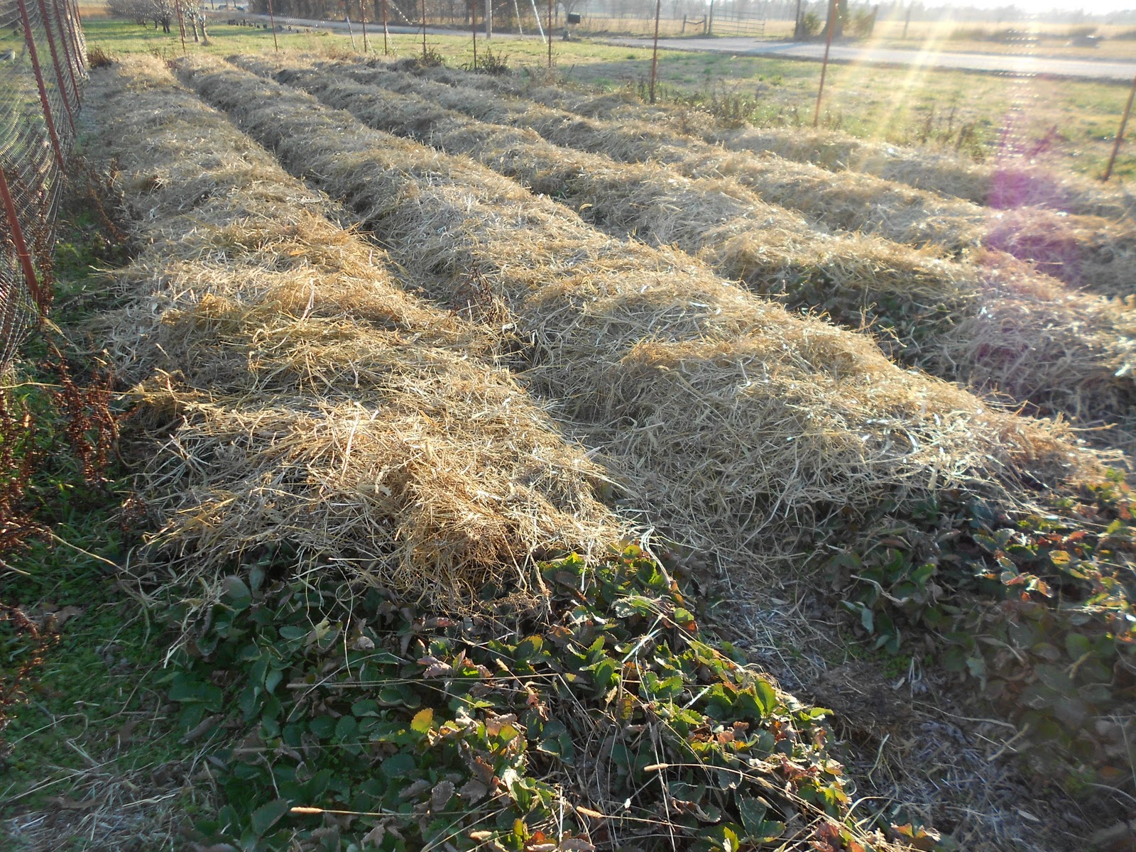 Brenda's Berries & Orchards: Winter Mulch for Strawberries