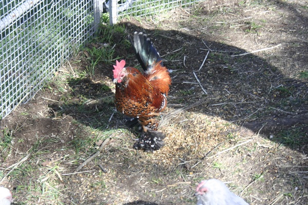 Galline Con Le Piume Sulle Zampe