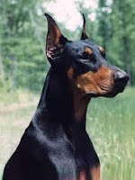 doberman pinscher dog