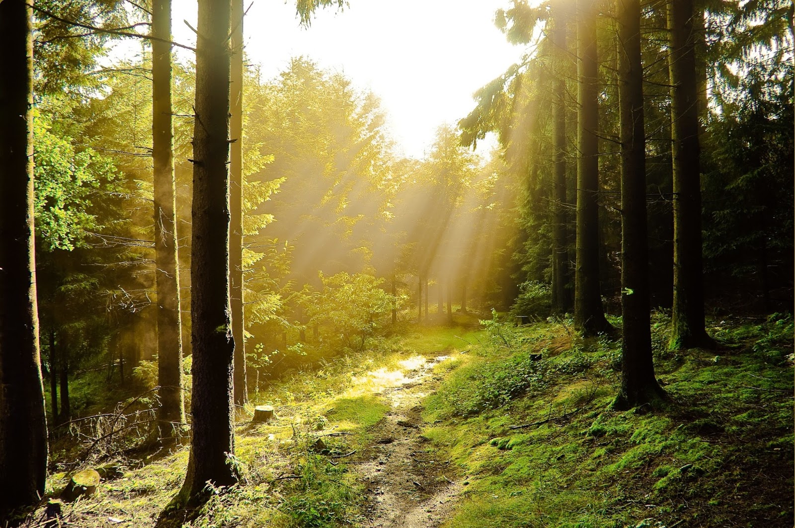 Unique Wallpaper 24 fotografías de paisajes naturales del bosque