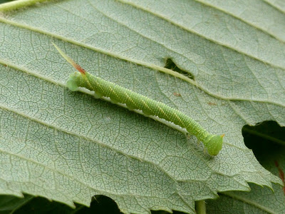 Mimas tiliae caterpillar Mimas tiliae caterpillar