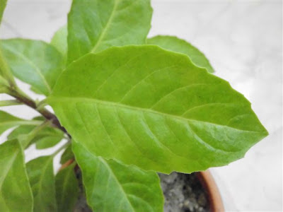 Sambung Nyawa ( Gynura procumbens ), 