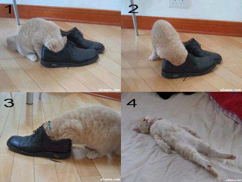 Почему пахнут носки. Кот в носке. Носки коты смешное. Кот и вонючие ноги. Кот на носке обуви.