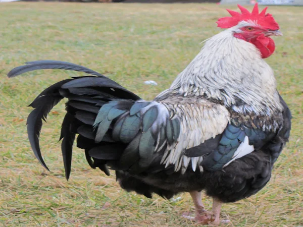 Dorking english poultry breeds, dorking, dorking chicken, dorking chicken photo, dorking chicken picture