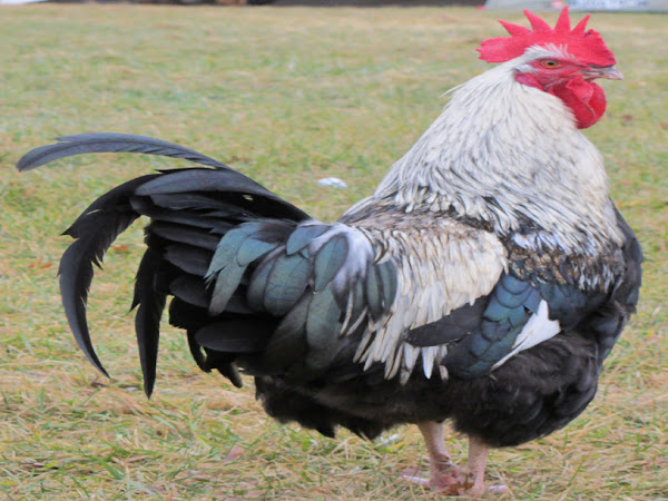 english poultry breeds, dorking, dorking chicken, dorking chicken photo, dorking chicken picture