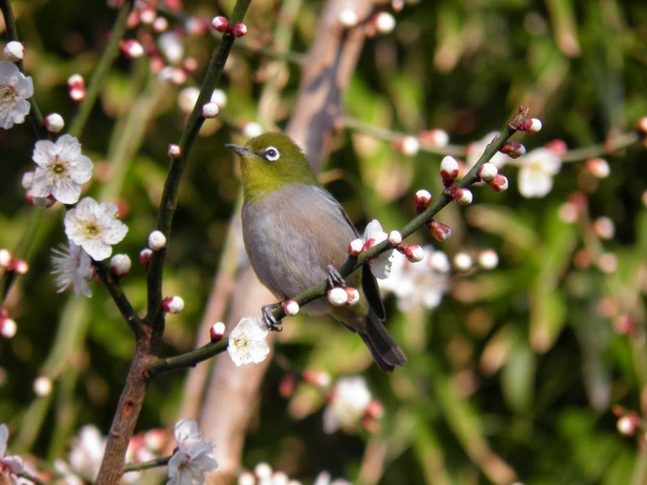 田舎暮らし ブログのメジロと梅の花