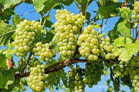 usaha perkebunan, bisnis perkebunan, peluang usaha perkebunan, kebun, kebun anggur, buah anggur, anggur hijau, anggur